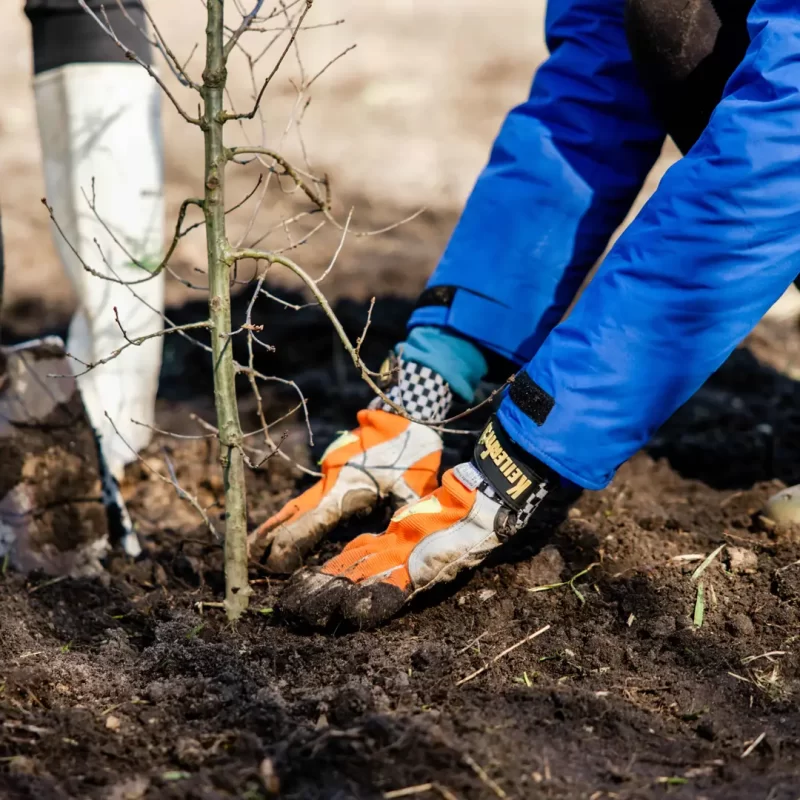 Financieel Zeker boomplantdag