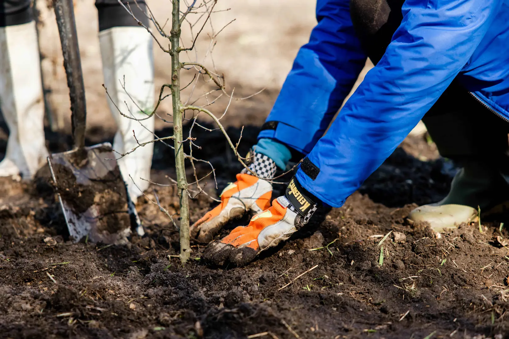Financieel Zeker boomplantdag